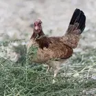 بيض دجاج عربي أصيل (أفرق)