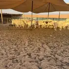 غنم حريات حيل العدد حوالي 25