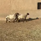 خروف نعيمي وشاة عربية