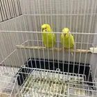 طائر الحب البادجي