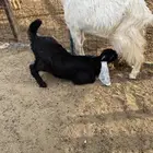 تيس لباني من حلالي