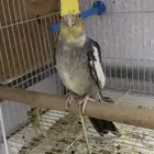 للبيع طيور كروان ذكر وروز أنثي البينو