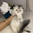 قطط للبيع سكوتش