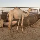 الوجه