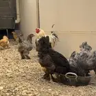 دجاج براهما