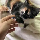 قطة شيرازي بلدي العمر شهر