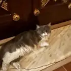 قطة مفقودة