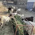معزا - النماص بدوه