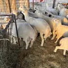 بهم مهجن للبيع شم
