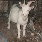 للبيع تيس ابيض قزم (( تم البيع ))