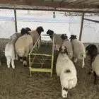 ذبايح نعيم جذعان وهرافي