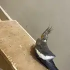 بغبغاء