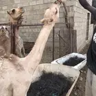 بكرة العمر من ثلاثة الى اربعة اشهر