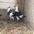 حمام زاجل ما شاء الله