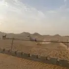 فرس شعبيه