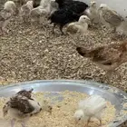 صيصان بلدي
