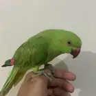 طير دره تم البيع