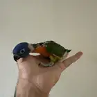 لوري