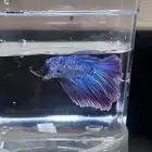 Large male betta fish