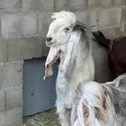 فحل مطور جذع