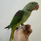 دره نيبالي ذكر اليف