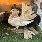 حمام رقاصي