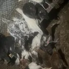 صيصان دجاج بلدي وفارسي