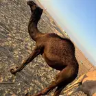 camel for sale جمل بكرا