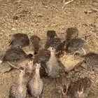 للبيع صيصان دجاج حبشي