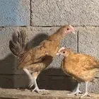 صوص بلدي فااخر