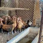 سلام عليكم ورحمة وبركاته