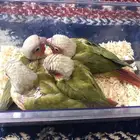 فروخ ببغاء الكنيور