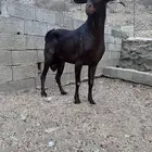 تيس البيع