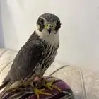 بكه.