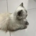 قطوه