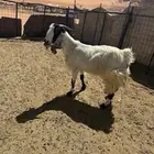 عنز مشروكه طيبه حليب ودافع
