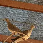 قميري للبيع