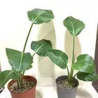 نباتات داخلية