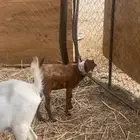 معز بنته