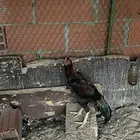 ديك بكستاني