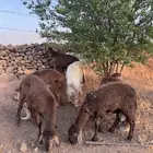 ذبايح سواكن