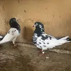 حمام باكستاني