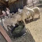 للبيع غنم حرش طيبه