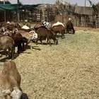 للبيع سواكني