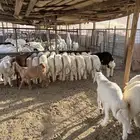 طلين حريات