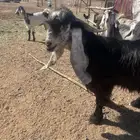 للبيع تيس عارضي.