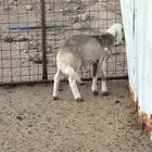 طلي مهجن تم البيع