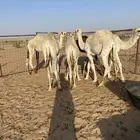 حشو تربيه