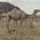 أبل