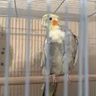 زوج كروان
